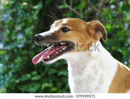 happy active young Jack Russel terrier dog white and brown color face and eyes close up with home outdoor surrounding making funny face under morning sunlight on a good weather day