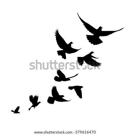 A flock of birds (pigeons) go up. Black silhouette on a white background. 