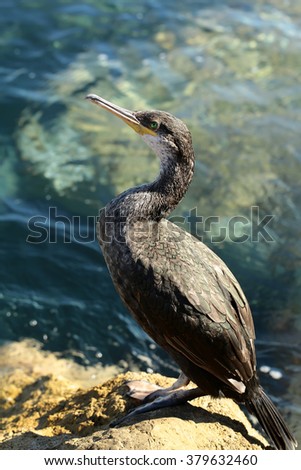 One wild grey duck bird with green eyes yellow beak standing on stone at seashore against blue clear sea salt water at sunny day over blurred seascape background, vertical picture