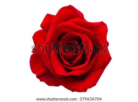 red rose isolated on white background Royalty-Free Stock Photo #379634704
