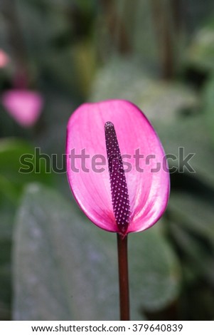 Anthurium flower in botanic garden (anthurium andraeanum, araceae orarum)