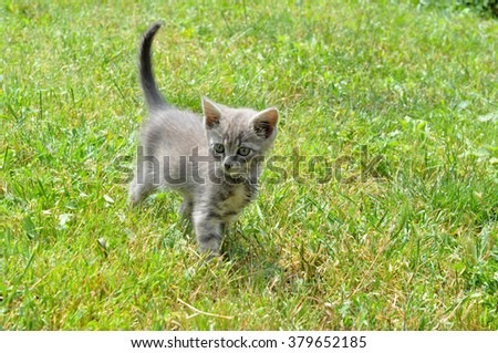 little gray kitten who is walking on the green field