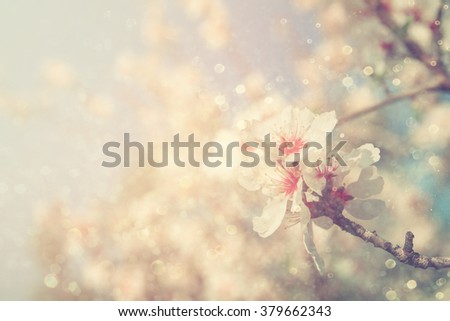 abstract dreamy and blurred image of spring white cherry blossoms tree. selective focus. vintage filtered
 Royalty-Free Stock Photo #379662343