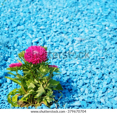 blur blue pebbles background with bush of purple aster flower