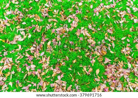 Red Yellow autumn maple leaves on fresh spring green grass
