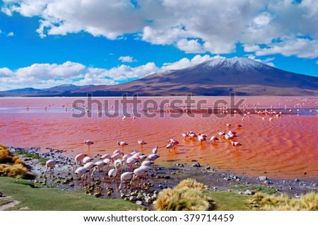 Flamingos in Laguna Colorada , Uyuni, Bolivia Royalty-Free Stock Photo #379714459