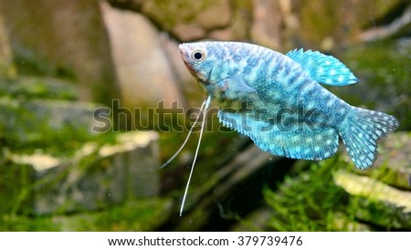 tropical Gourami fish Trichogaster in aquarium