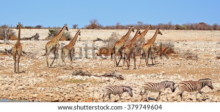 A large journey of giraffes walking away from a waterhole in Etosha national park with natural blue sky background