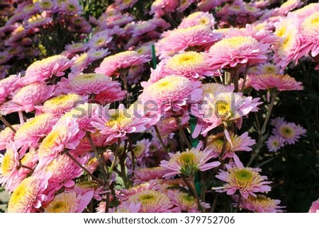 Pink chrysanthemums
