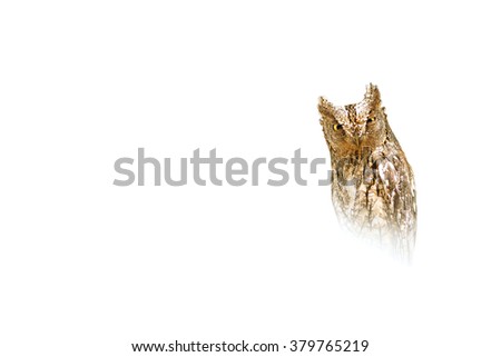 Owl. Foggy artistic white background. Bird: Eurasian Scops Owl. Otus scops.