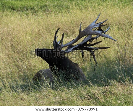 Elk on ground