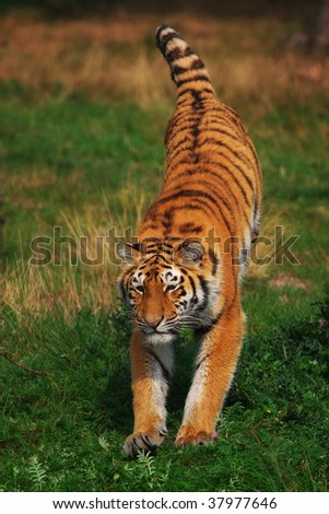 Siberian Tiger jumping in the picture