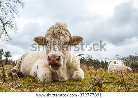 Charolais cattle laying on a moorland Royalty-Free Stock Photo #379777891