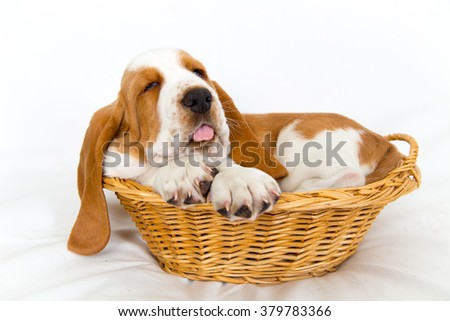 sleepy eight week old Basset hound puppy getting a bit big for his basket sticks out his tongue