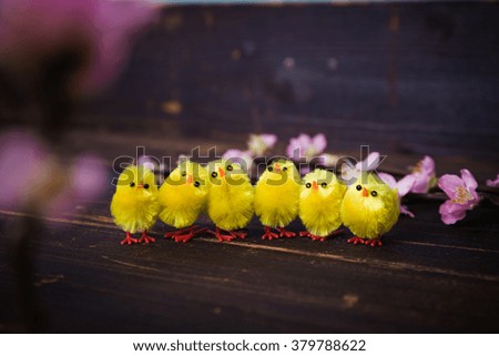 Cute chicks on a wood background