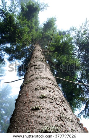 Tall trees, view from below