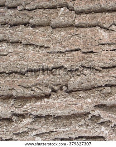 Old Wood Tree Texture Background Pattern, bark of tree