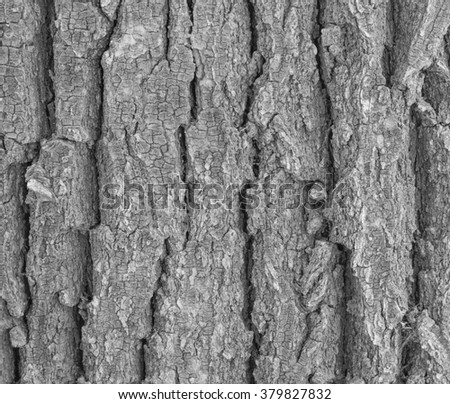 Old Wood Tree Texture Background Pattern, bark of tree. Whit black picture