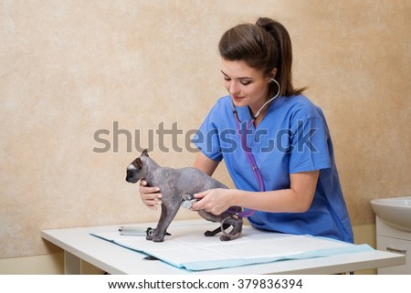 Veterinarian examining cat in veterinary clinic