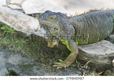 Tropical beautiful curious scale reptile lizard of green iguana with crest standing on small stones outdoor on natural background, horizontal picture
