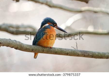 The male Common Kingfisher (Alcedo atthis),Eurasian Kingfisher or river Kingfisher