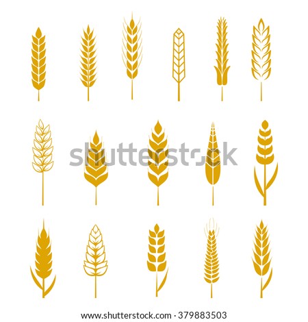 Set of simple wheats ears icons and wheat design elements for beer, organic wheats local farm fresh food, bakery themed wheat design, grain, beer elements, wheat simple. Vector illustration eps10 Royalty-Free Stock Photo #379883503