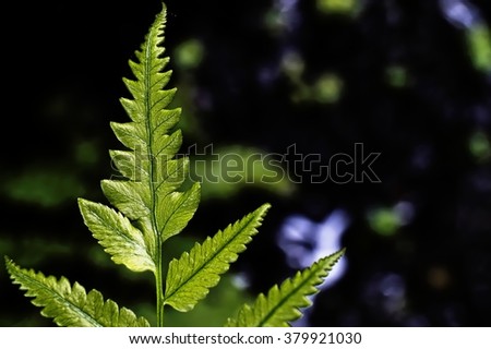 Close-up of green leaves of fern