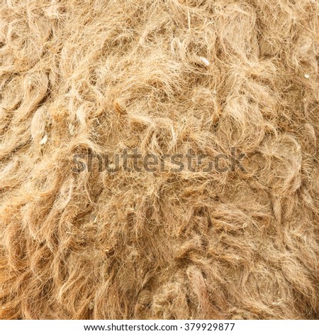 Camel fur close-up