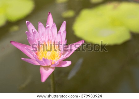 Closeup Lotus flower in river.