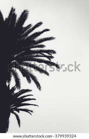 A black and white silhouette of palm trees