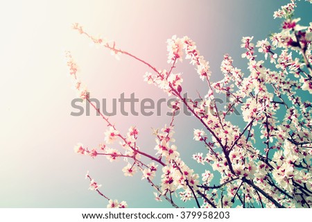 abstract dreamy and blurred image of spring white cherry blossoms tree. selective focus. vintage filtered with glitter overlay