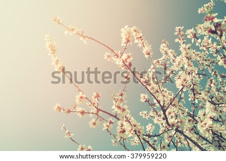 abstract dreamy and blurred image of spring white cherry blossoms tree. selective focus. vintage filtered
