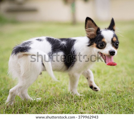 Chihuahua on green grass