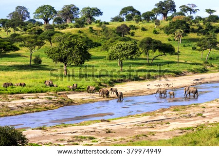 Elephants crossing  the river in Serengeti National Park, Tanzania, Africa Royalty-Free Stock Photo #379974949