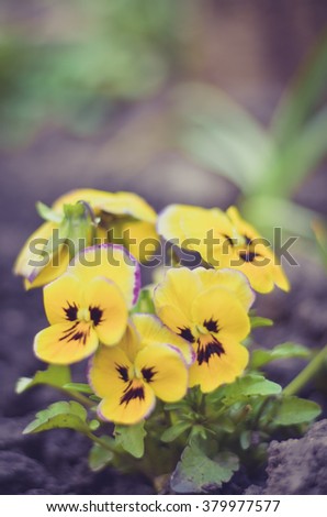 bush pansy (pansies, viola, Viola tricolor) close up.selective focus.Vintage effect