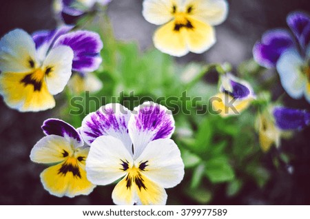 bush pansy (pansies, viola, Viola tricolor) close up.selective focus.Vintage effect