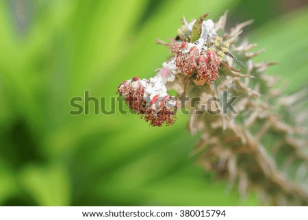 The infection of Cactus flower with copy space as background