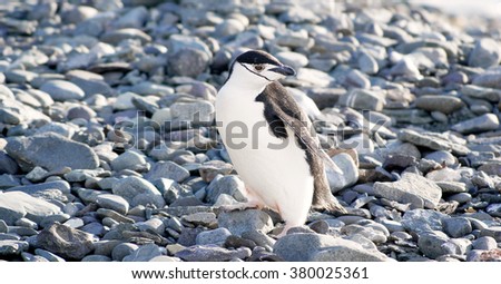 Wild penguin in antarctica