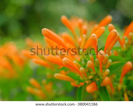 selective focus picture of orange trumpet flower on fence with green natural blurred background