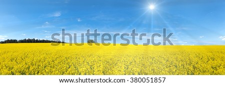 Panorama of a yellow blooming rapeseed field wit sunbeams and blue sky