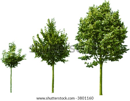 the different steps of a tree growing. vector illustration