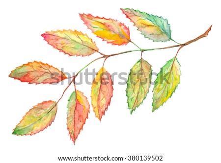 Watercolor rowan ashberry leaf branch botanical illustration isolated.