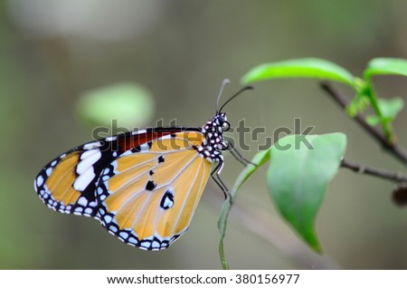 butterfly (Common Tiger) 