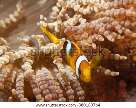 Anemone fish resting on anemone / Maldives 