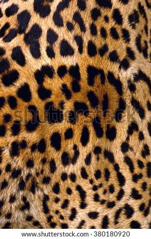 leopard Skin