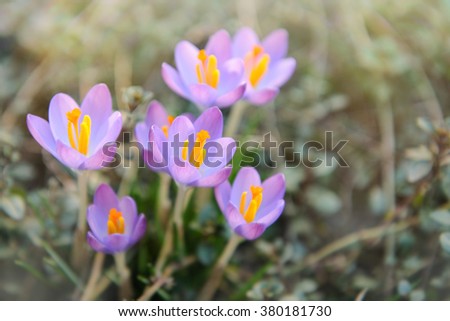 Beautiful spring background with purple flowers, crocuses 