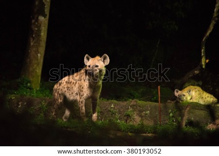 Hyena is in a cave, second hyena resting on a background