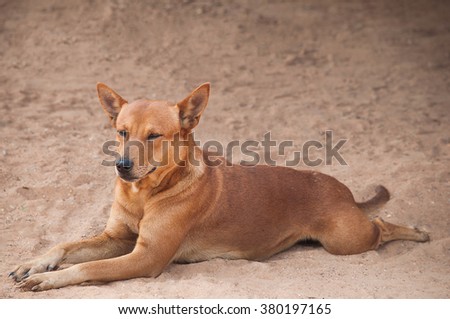 Stock Photo:
dog