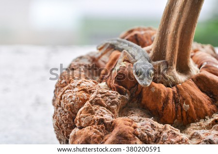 Tailless lizards on dried pumpkin