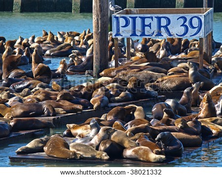 This is PIER 39 and the sea lions in San Francisco.